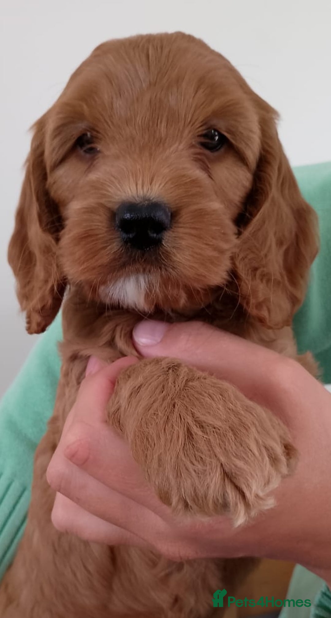Cockapoo dogs for sale: Stunning F1 Red Miniature - Health Tested Parents - Image 23