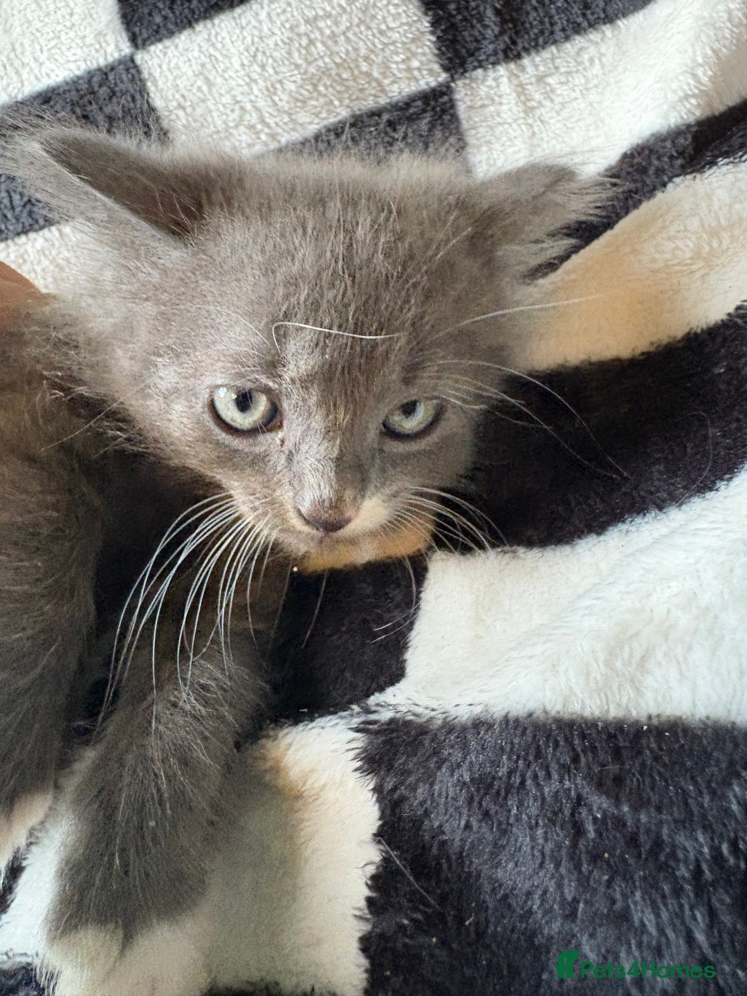 Persian cats for sale: Persian x ragdoll kittens all boys  - Image 6