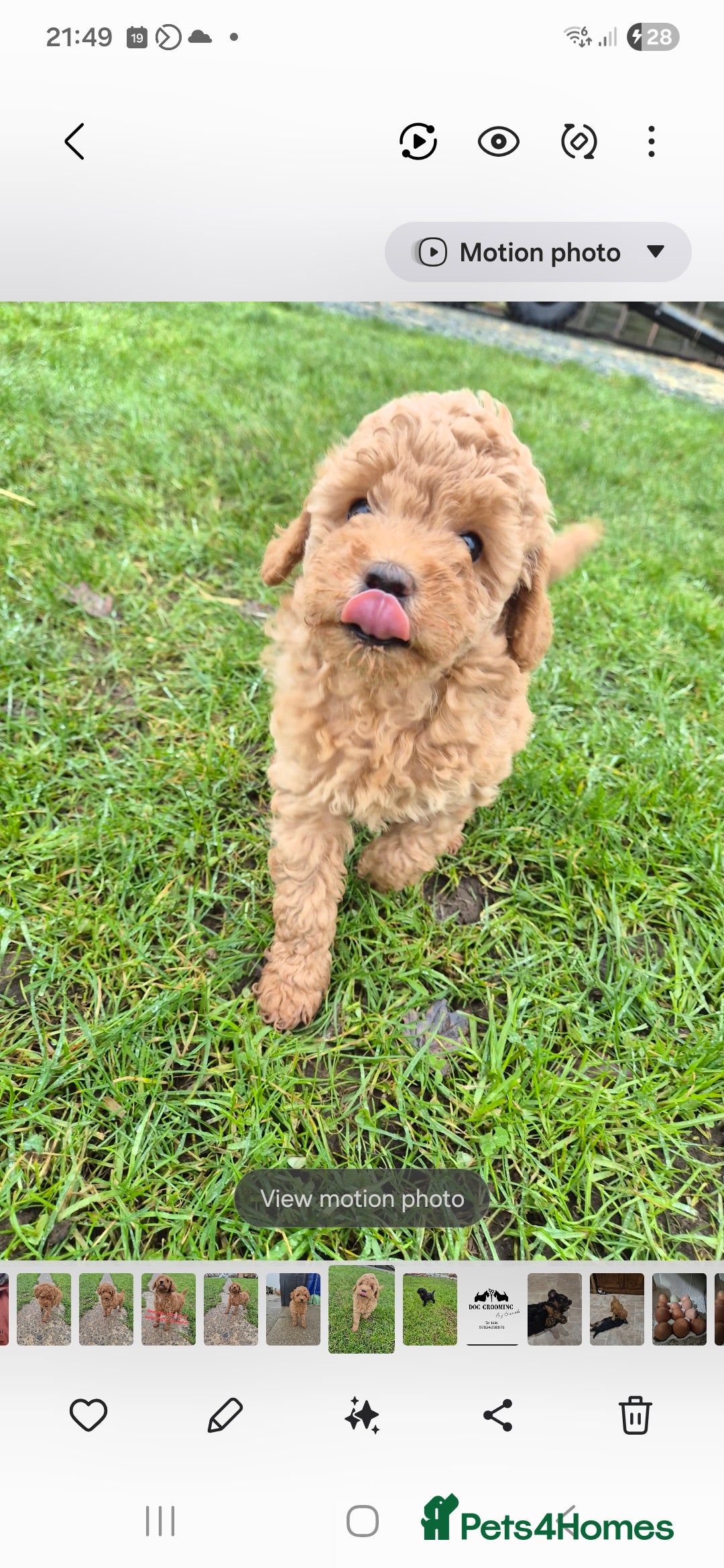 Miniature Poodle dogs for sale: Stunning poodles puppies  ready now   - Advert 1