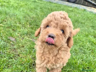 Miniature Poodle dogs Stunning poodles puppies ready now - Advert 6