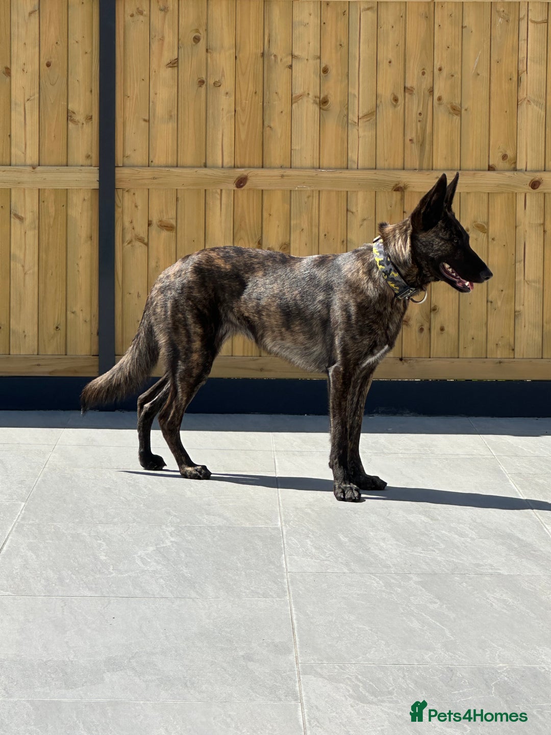 Belgian Shepherd Dog dogs for sale: Dutch Herder  - Advert 5