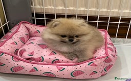 Pomeranian dogs for sale: Amazing Pom Puppies from Five Star breeder.  - Image 20