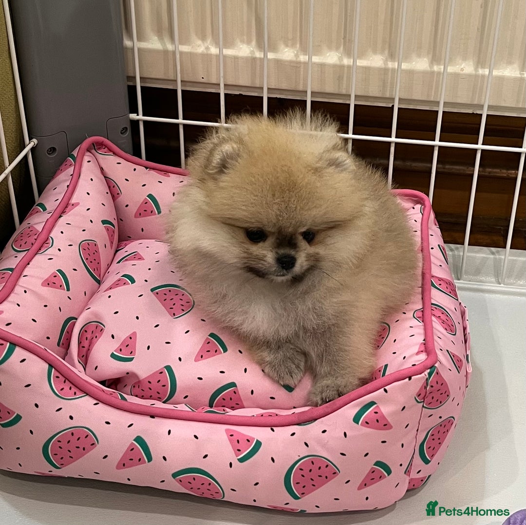 Pomeranian dogs for sale: Amazing Pom Puppies from Five Star breeder.  - Image 20