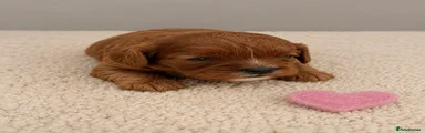 Cavapoo Puppy 6