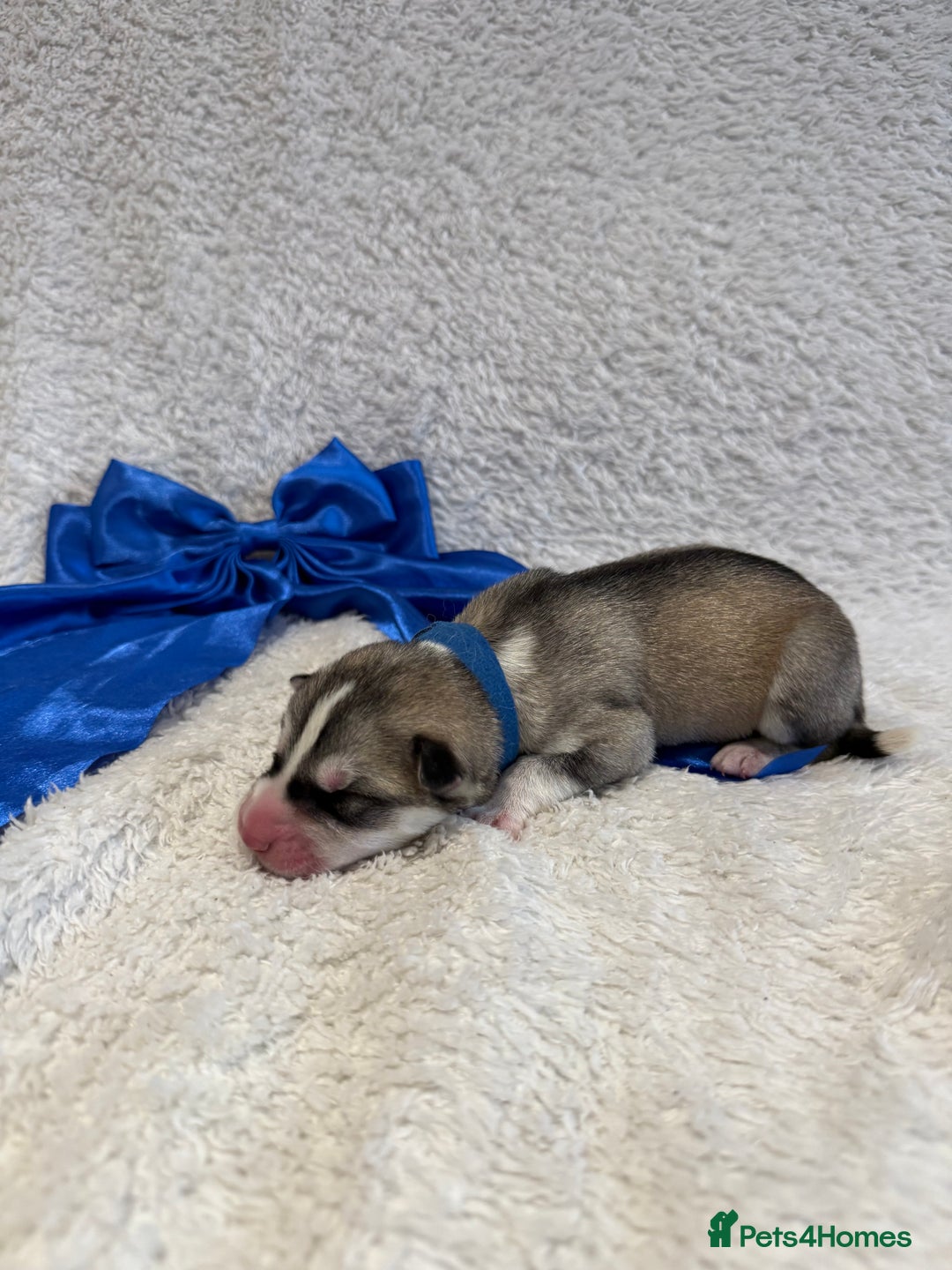 Siberian Husky dogs for sale: Beautiful Siberian Husky Puppies Ready to Reserve - Advert 8