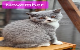 British Shorthair cats for sale: 4 PEDIGREE kittens READY TO GO! 2 LEFT - Image 30