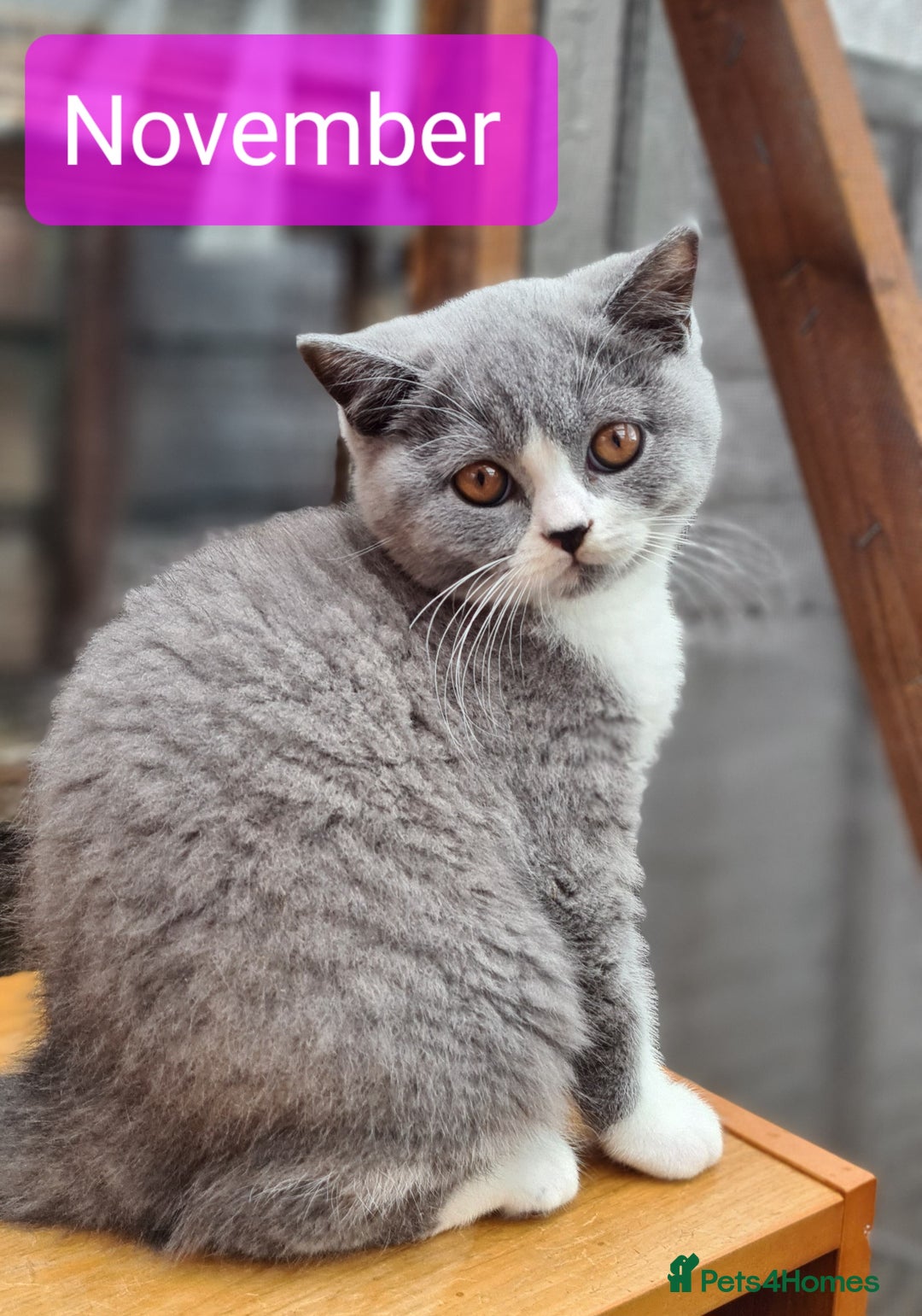 British Shorthair cats for sale: 4 PEDIGREE kittens READY TO GO! 2 LEFT - Image 30