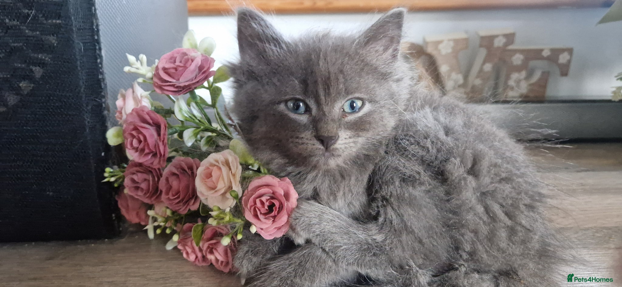 Mixed Breed cats Ragdoll/ russian blue cross - Advert 16