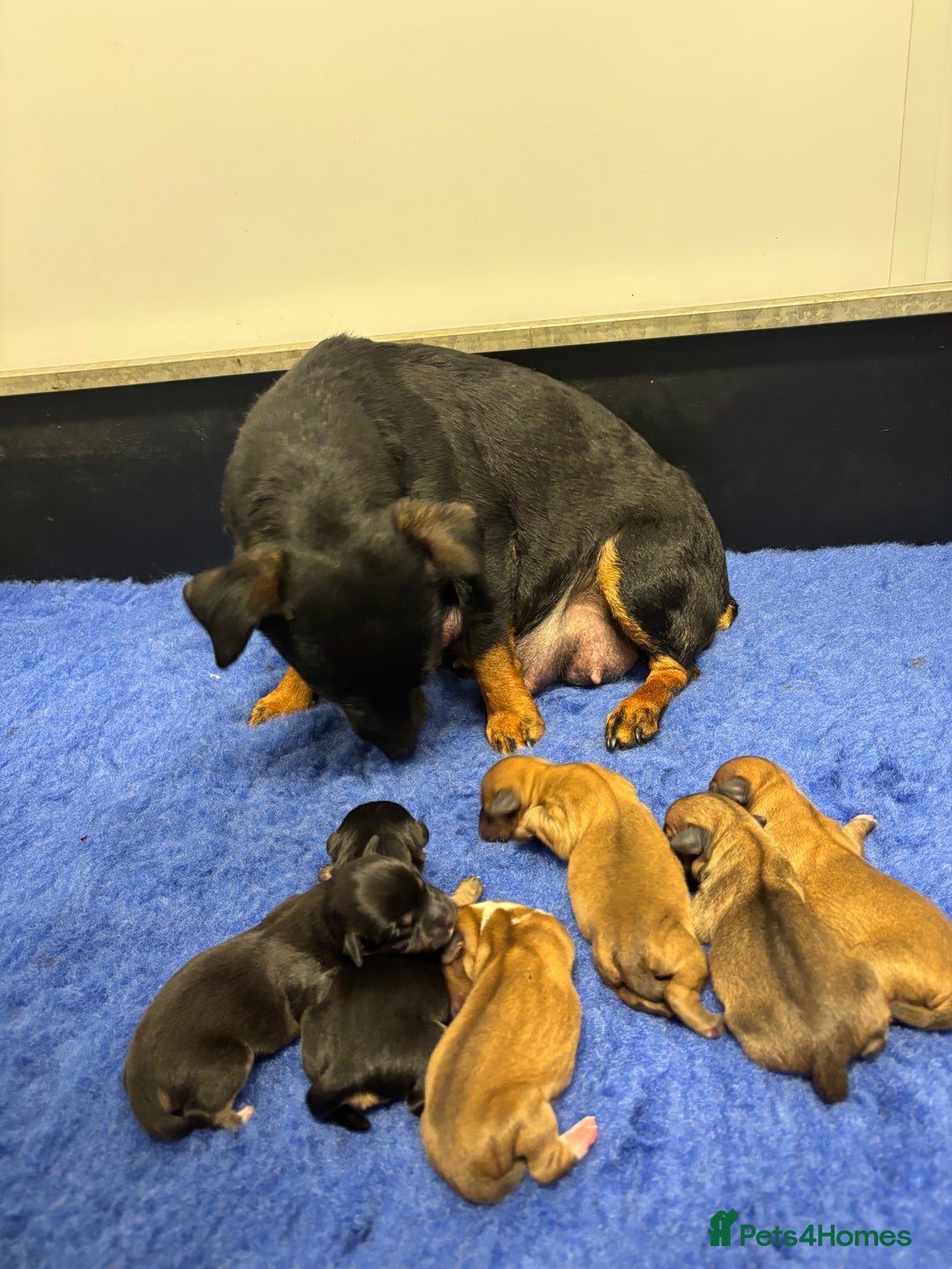 Jack Russell dogs for sale: Miniature Jack Russell’s  - Advert 2