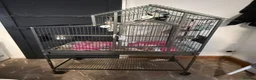 Ringnecks birds for sale: Indian ringnecks parrot for sale  - Advert 4