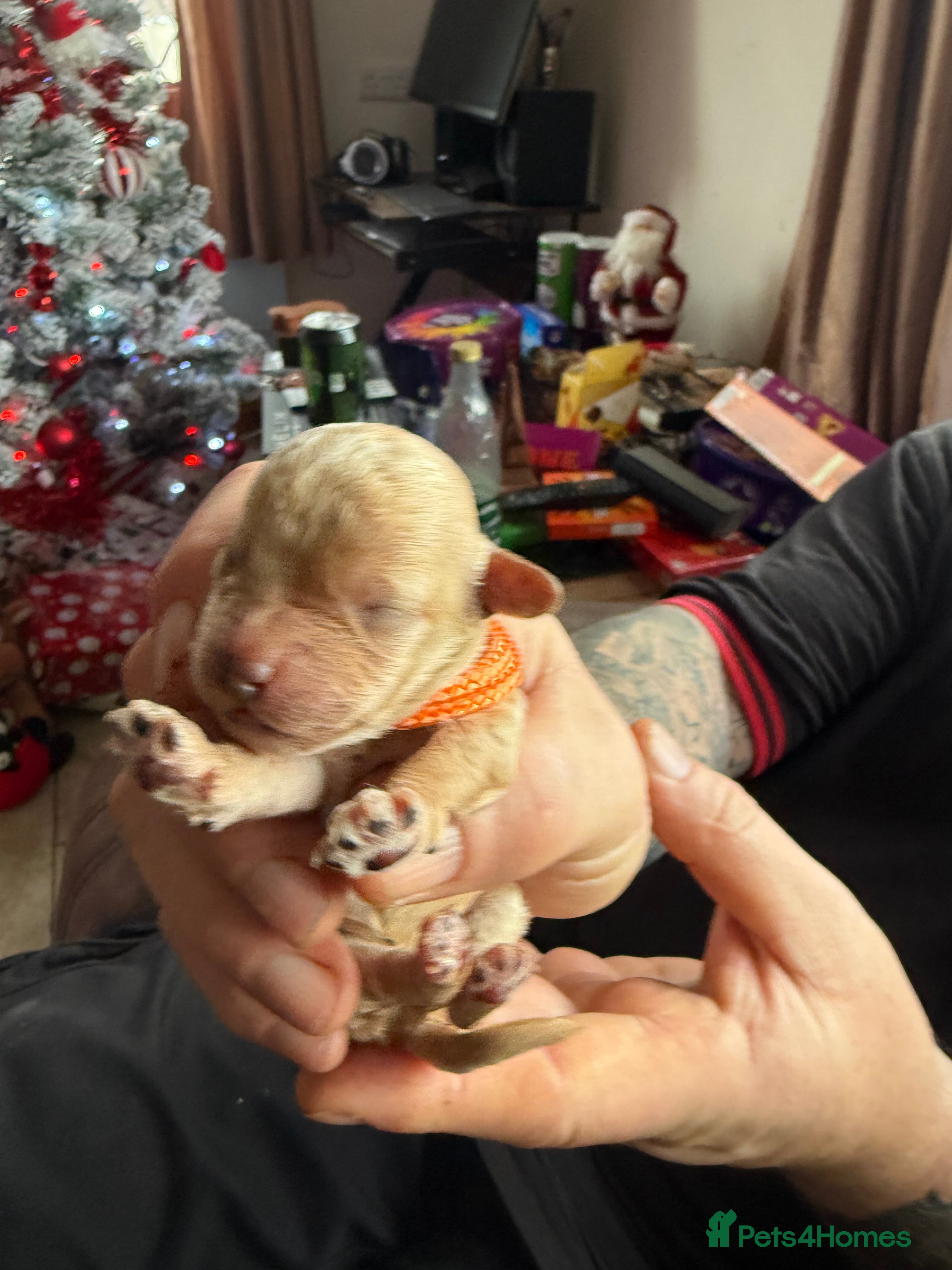 Toy Poodle dogs Adorable Tiny Toy Poodles - Advert 7