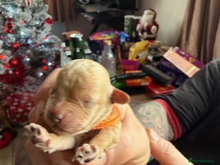 Toy Poodle dogs Adorable Tiny Toy Poodles - Advert 2