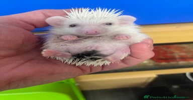 Pygmy Hedgehog rodents - Advert 5