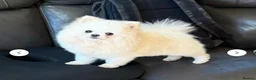 Pomeranian dogs for sale: Dior 🖤👑 - Advert 4