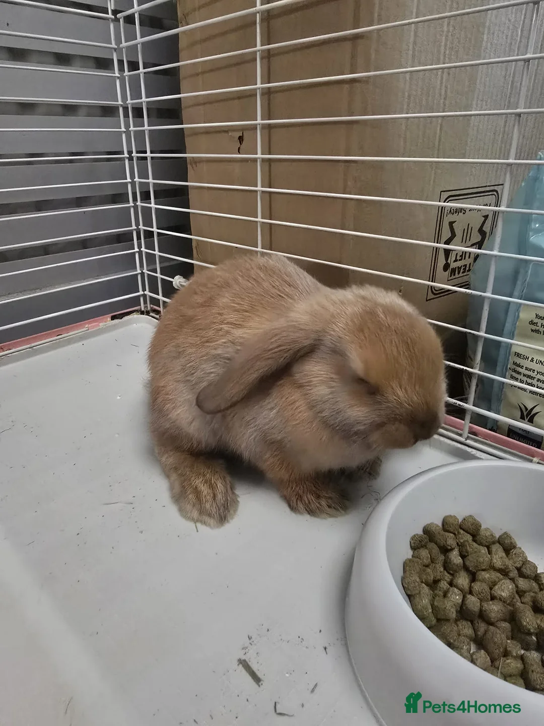 Mini Lop rabbits for sale: Mini lop in Milton Keynes - Advert 1