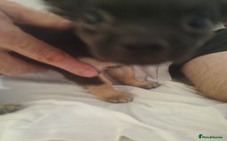Chihuahua dogs for sale: Adorable Loving hand reared ready now Chihuahuas - Image 11