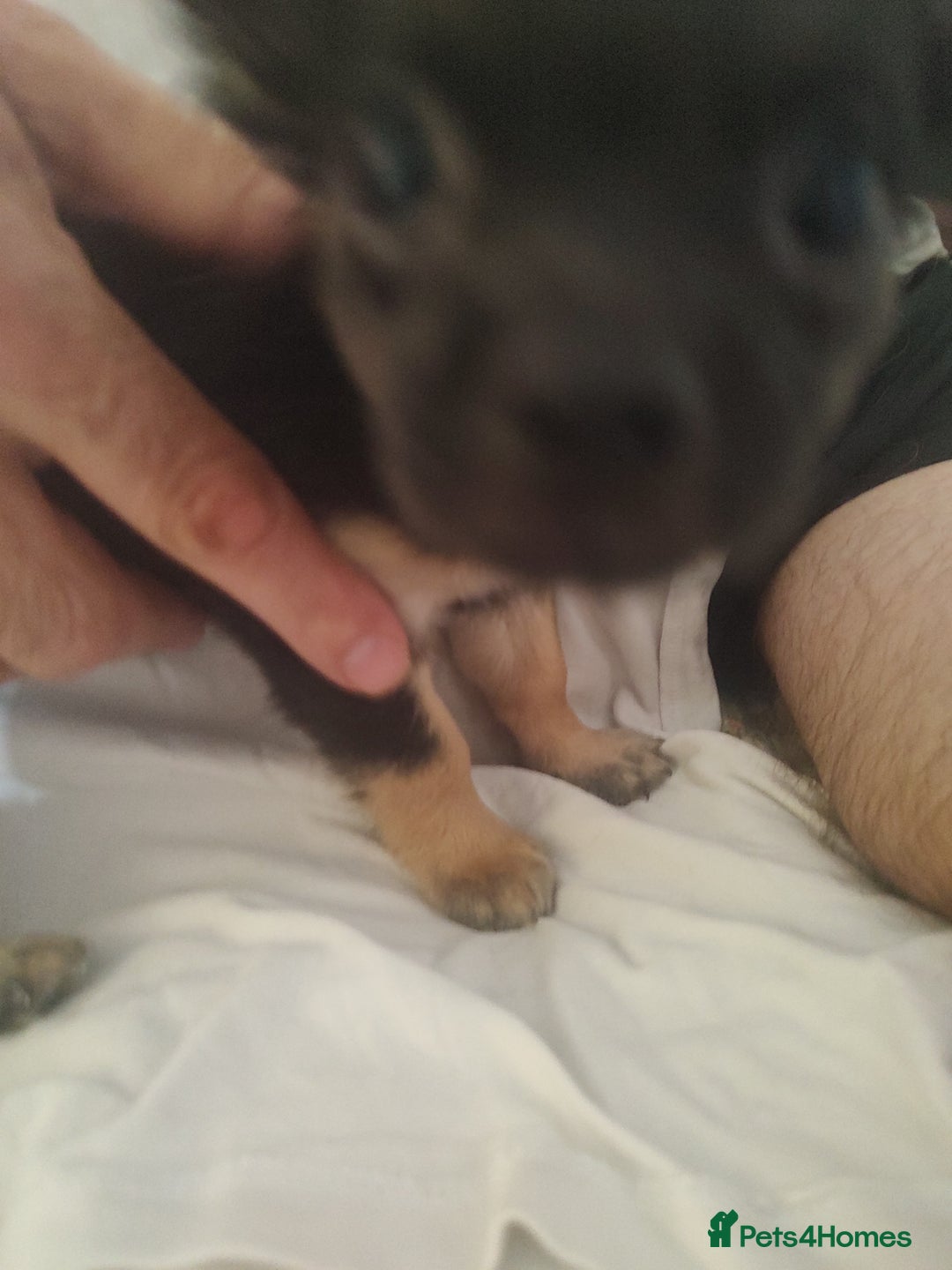 Chihuahua dogs for sale: Adorable Loving hand reared ready now Chihuahuas - Image 11