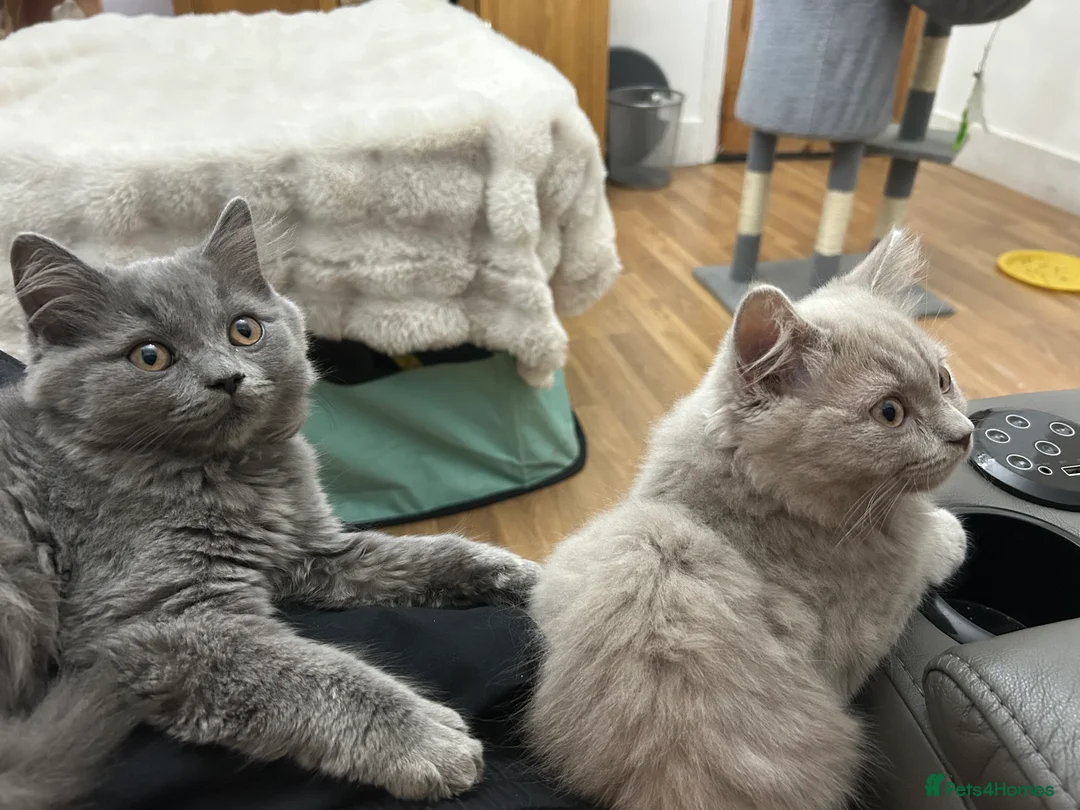 British Longhair cats for sale: 🏆CHAMPION BLOODLINES🏆.British Longhair Kittens. - Advert 2