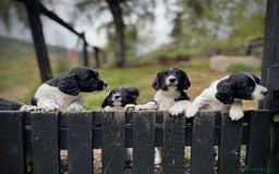English Springer Spaniel dogs for sale: Springer Spaniel Puppies - Image 3