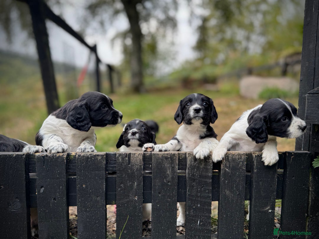English Springer Spaniel dogs for sale: Springer Spaniel Puppies - Image 3