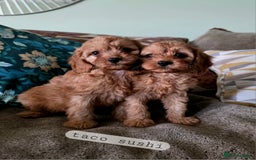 Cavapoo dogs for sale: Ready soon, TOY F1 RED CAVAPOOS DNA CLEAR - Image 7
