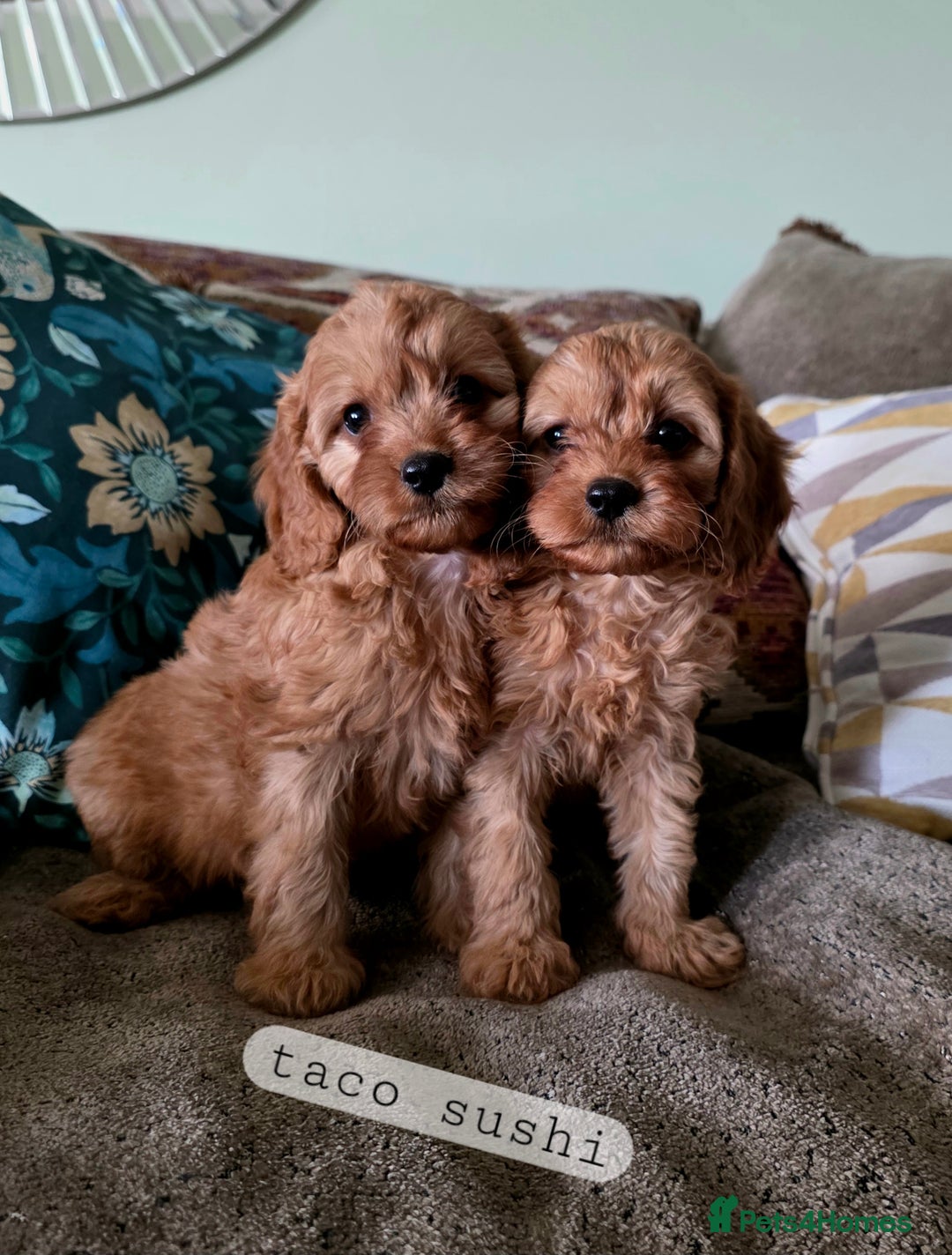 Cavapoo dogs for sale: Ready soon, TOY F1 RED CAVAPOOS DNA CLEAR - Image 7