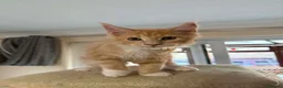 Maine Coon cats for sale: Ready Now Pedigree TICA Maine Coon Kittens - Advert 16