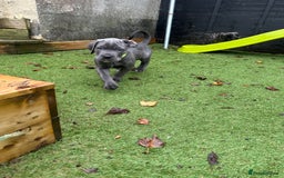 Mixed Breed dogs for sale: Cane corso/Great Dane puppies for sale ✨✨ - Image 28