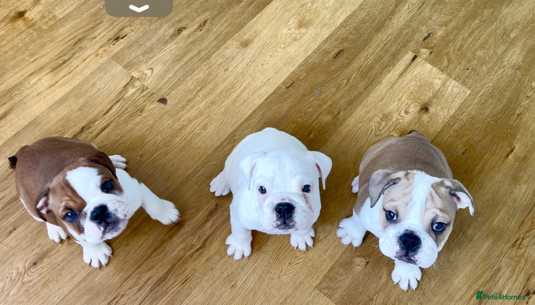 English Bulldog dogs 3 Red and white English bulldogs KC registered  - Advert 13
