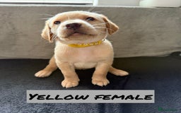 Labrador Retriever dogs for sale: KC Registered Black and Yellow Labrador puppies - Image 2