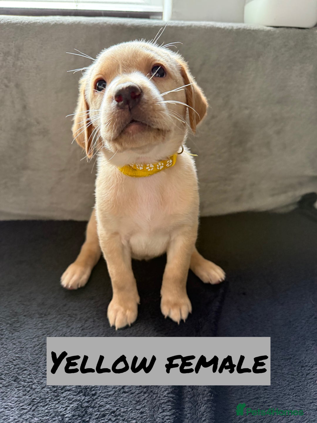 Labrador Retriever dogs for sale: KC Registered Black and Yellow Labrador puppies - Image 2