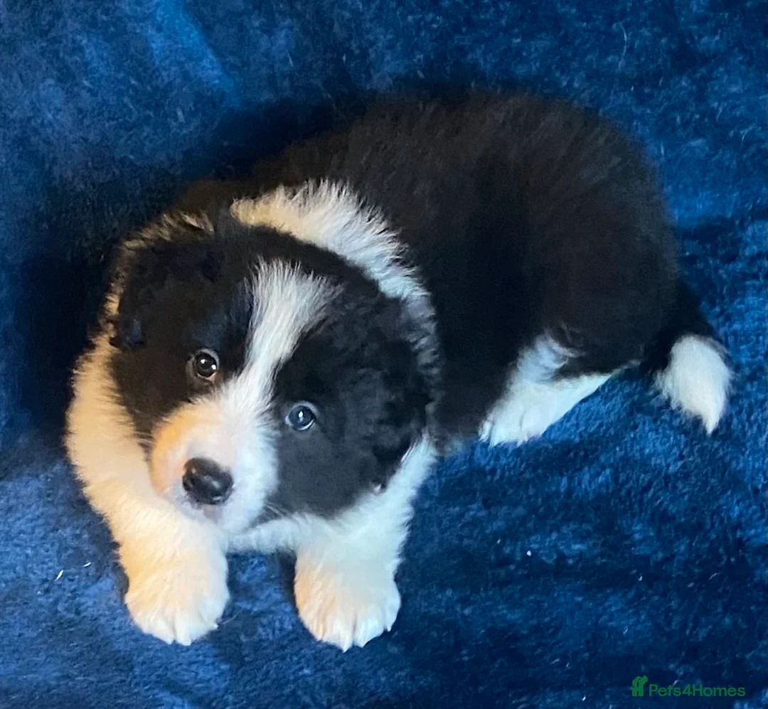 Border Collie dogs for sale: Classic Long Coated Border Collie Pups - Advert 8
