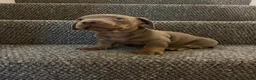 Mixed Breed dogs for sale: French Weiner Puppy's  - Advert 16