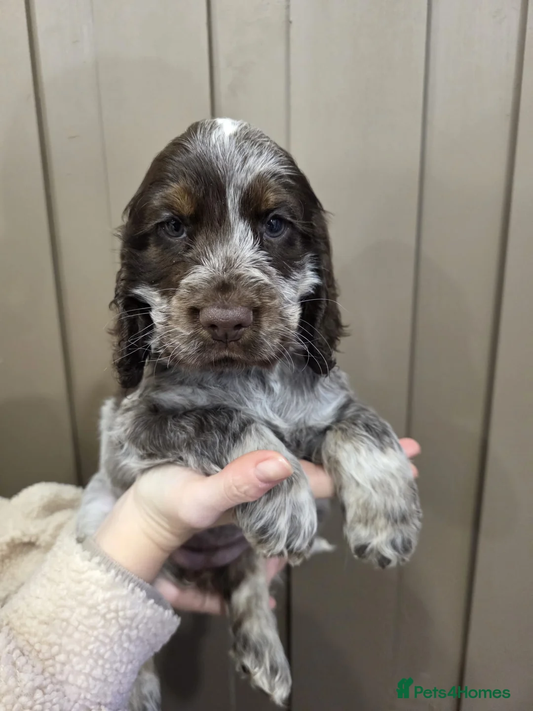 Cocker Spaniel dogs for sale: Show Type Cocker Spaniels Ready to leave now - Advert 37