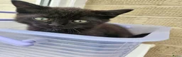 Mixed Breed cats for sale: 2 Black boys 1 Tuxedo Girl Ready Now - Advert 2