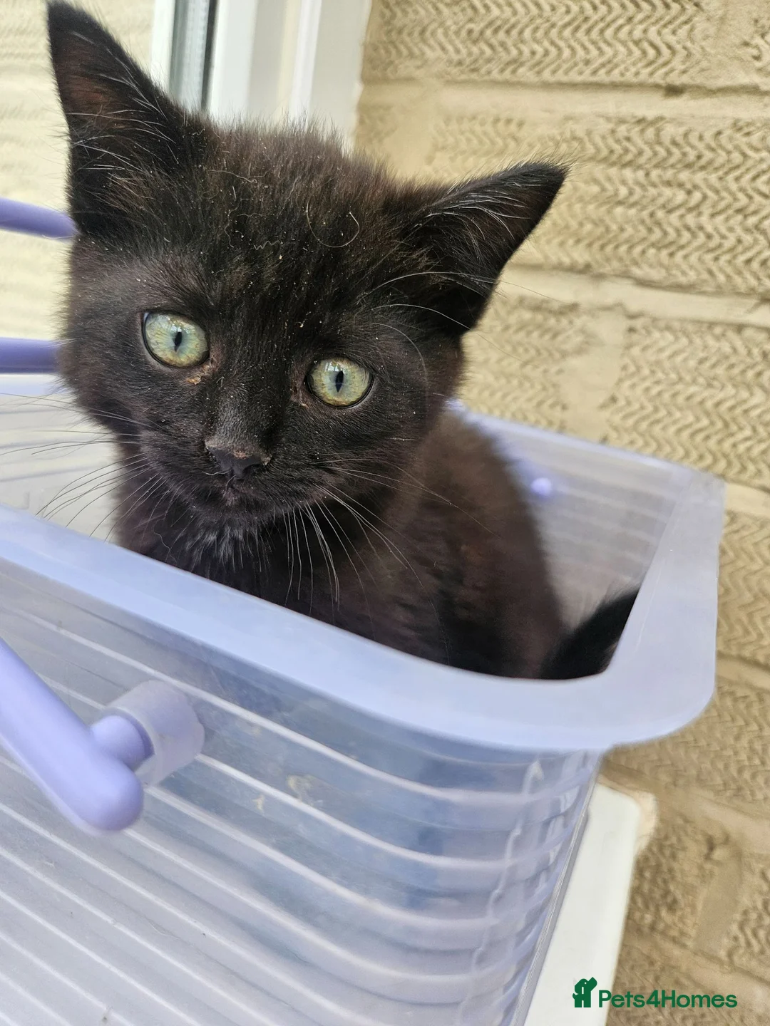 Mixed Breed cats for sale: 2 Black boys 1 Tuxedo Girl Ready Now - Advert 2