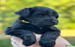 Miniature Schnauzer dogs for sale: Adorable KC registered Miniature Schnauzers - Image 18