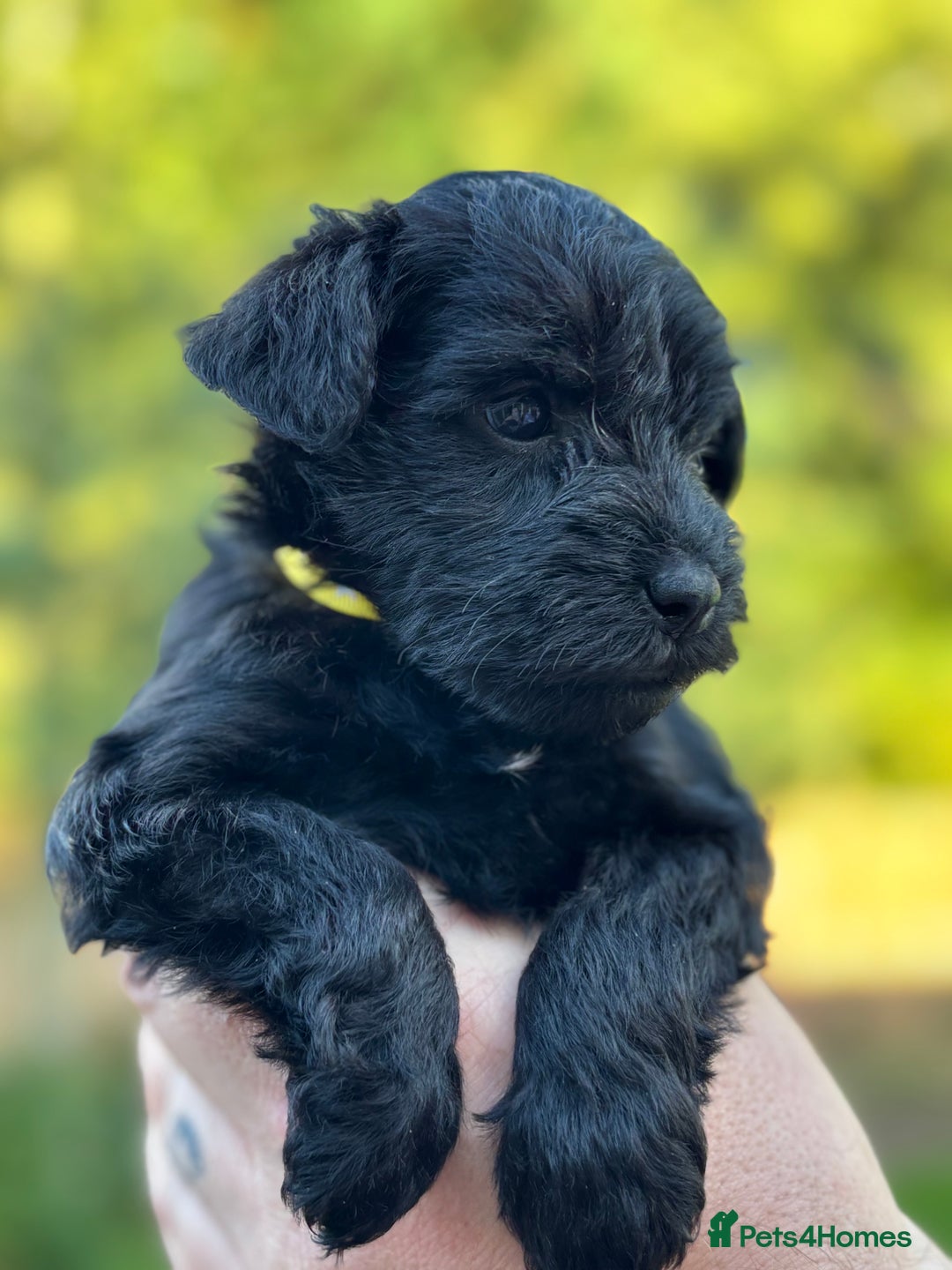 Miniature Schnauzer dogs for sale: Adorable KC registered Miniature Schnauzers - Image 18