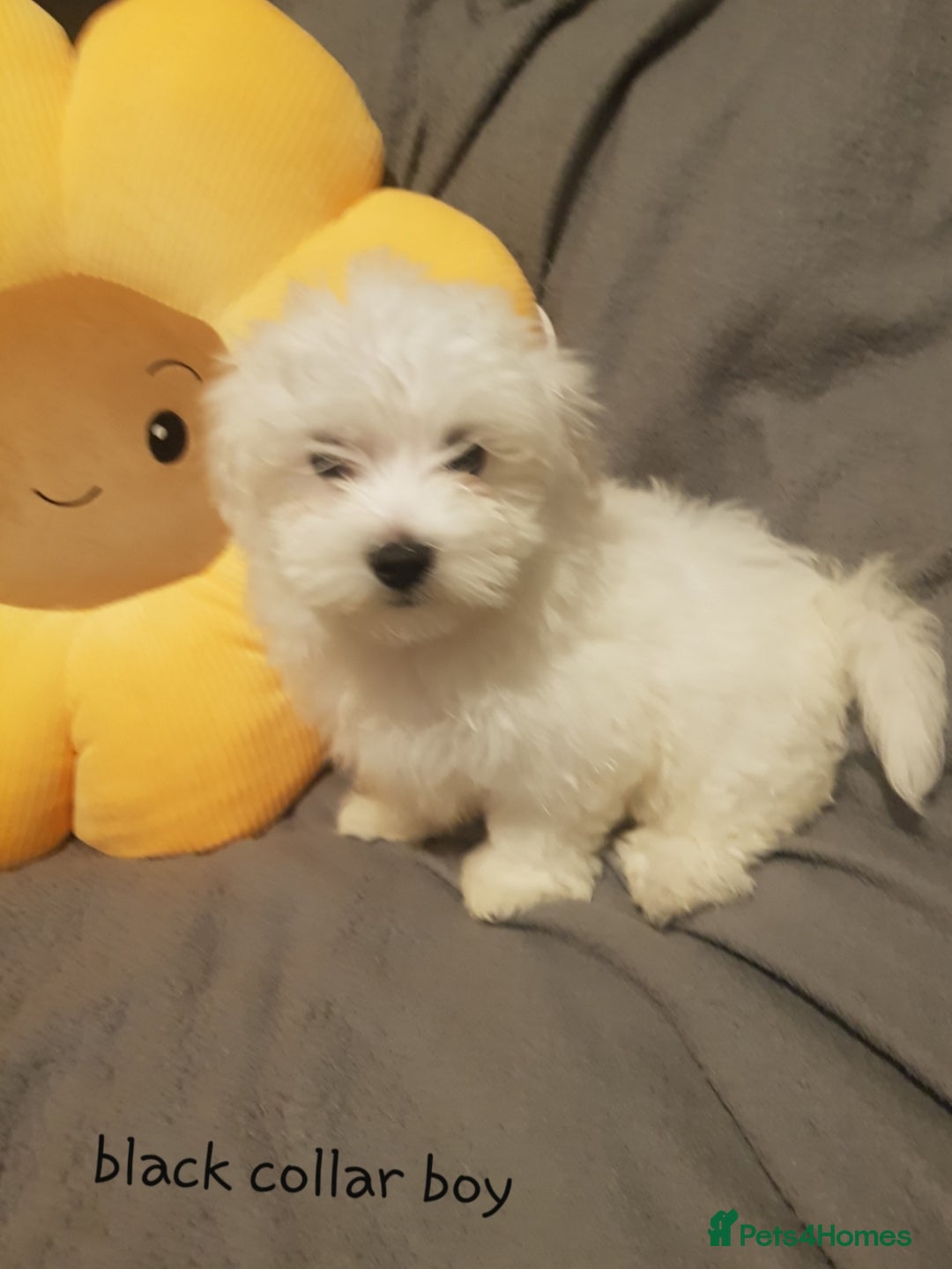 Maltese dogs for sale: Fluffy cute half Korean maltese ready to go  - Image 6