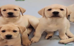 Labrador Retriever dogs for sale: Labrador puppies  - Image 3