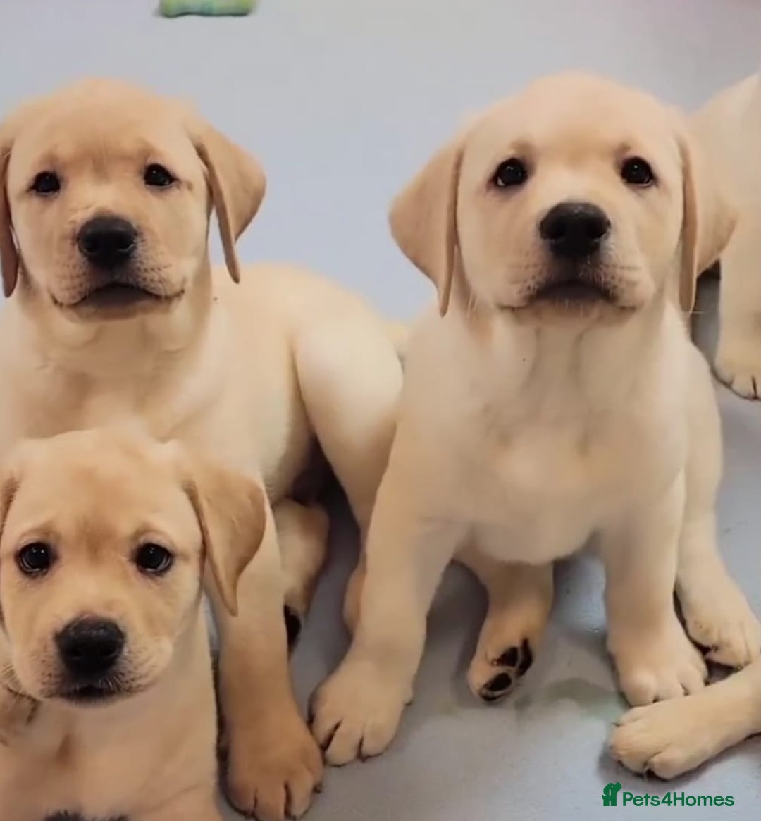 Labrador Retriever dogs for sale: Labrador puppies  - Image 3