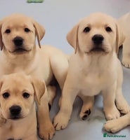 Labrador Retriever dogs - Advert 8