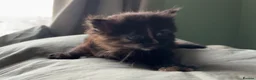 Mixed Breed cats for sale: Five gorgeous kittens for sale  - Advert 5