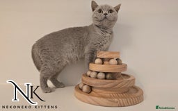 British Shorthair cats for sale: GORGEOUS GCCF REG TEDDYS 🐻🧸 READY TO LEAVE ❗️❗️ - Image 2