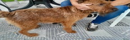 Irish Terrier dogs for sale: Irish terrier puppy - Advert 5