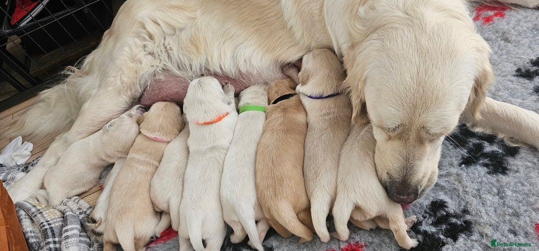 Golden Retriever dogs for sale: GOLDEN RETRIEVER PUPPIES - you will fall in love  - Image 21