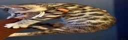 Mixed Breed cats for sale: 🐾 7 adorable Bengal-cross kittens - Advert 9