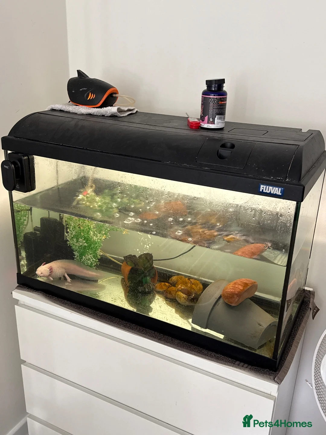 Axolotl reptiles for sale: Axolotl with full set up - Advert 2