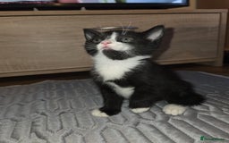 British Shorthair cats for sale: 🐱 KITTENS FOR SALE 🐱 - Image 1