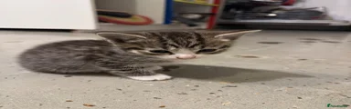 Tabby female 1